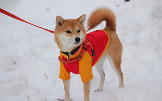浓眉神勇,新疆险胜灰熊
