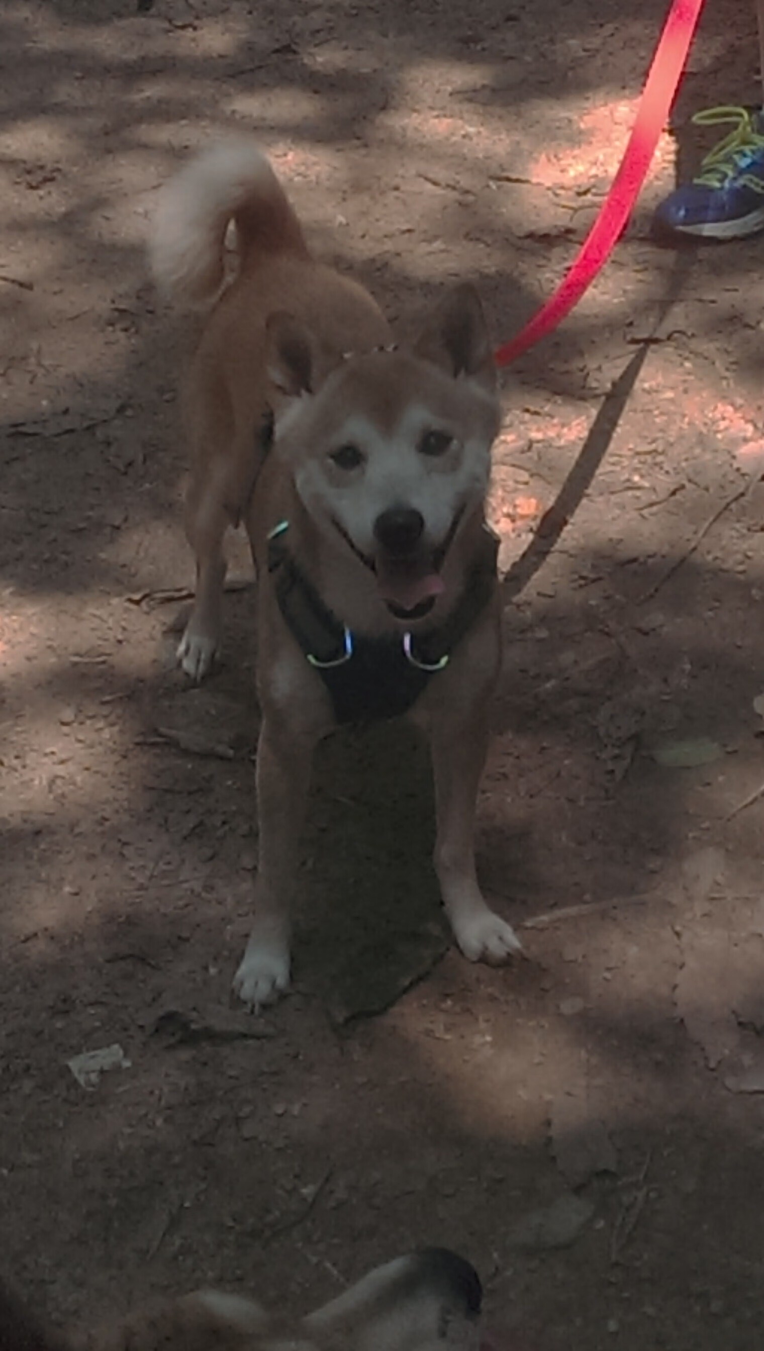 德甲争冠战之夜，刀锋出鞘，萨内关键战不手软