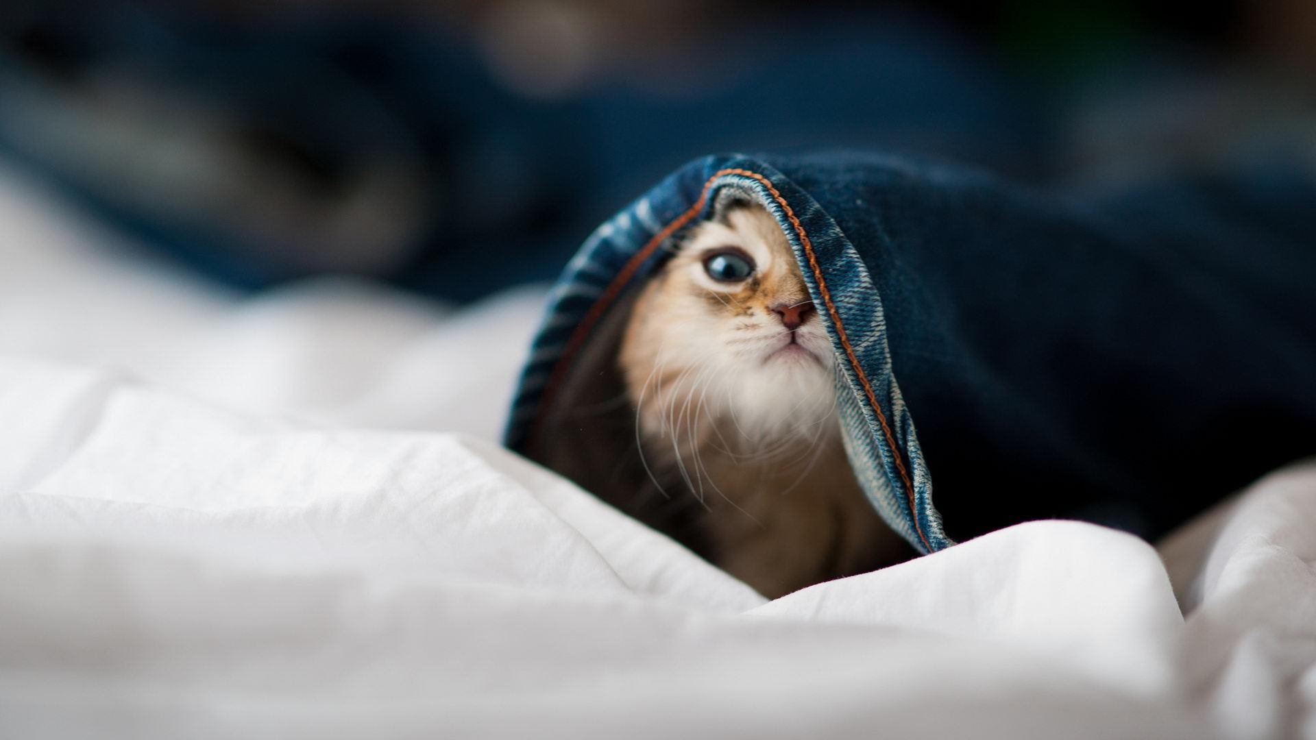 欧冠之夜,他足下生花,奏响战神魔笛