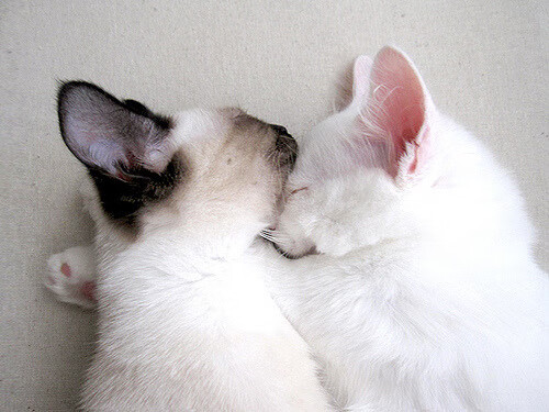 跨越赛道的共鸣，当轮胎嘶吼邂逅绿茵舞步