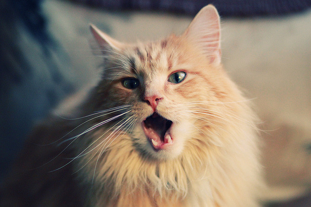 永不熄灭的火焰,米切尔诠释何为稳定,勇士上演冰与火之歌