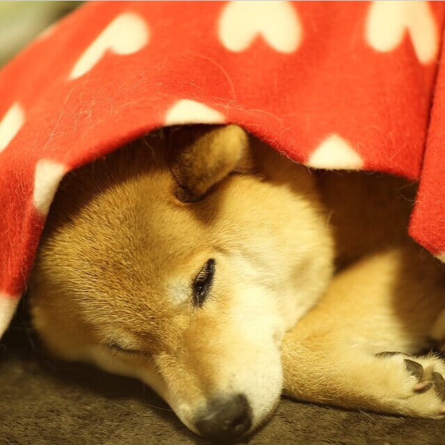 塔图姆如烈焰灼敌阵，开拓者破坚壁擒奇才