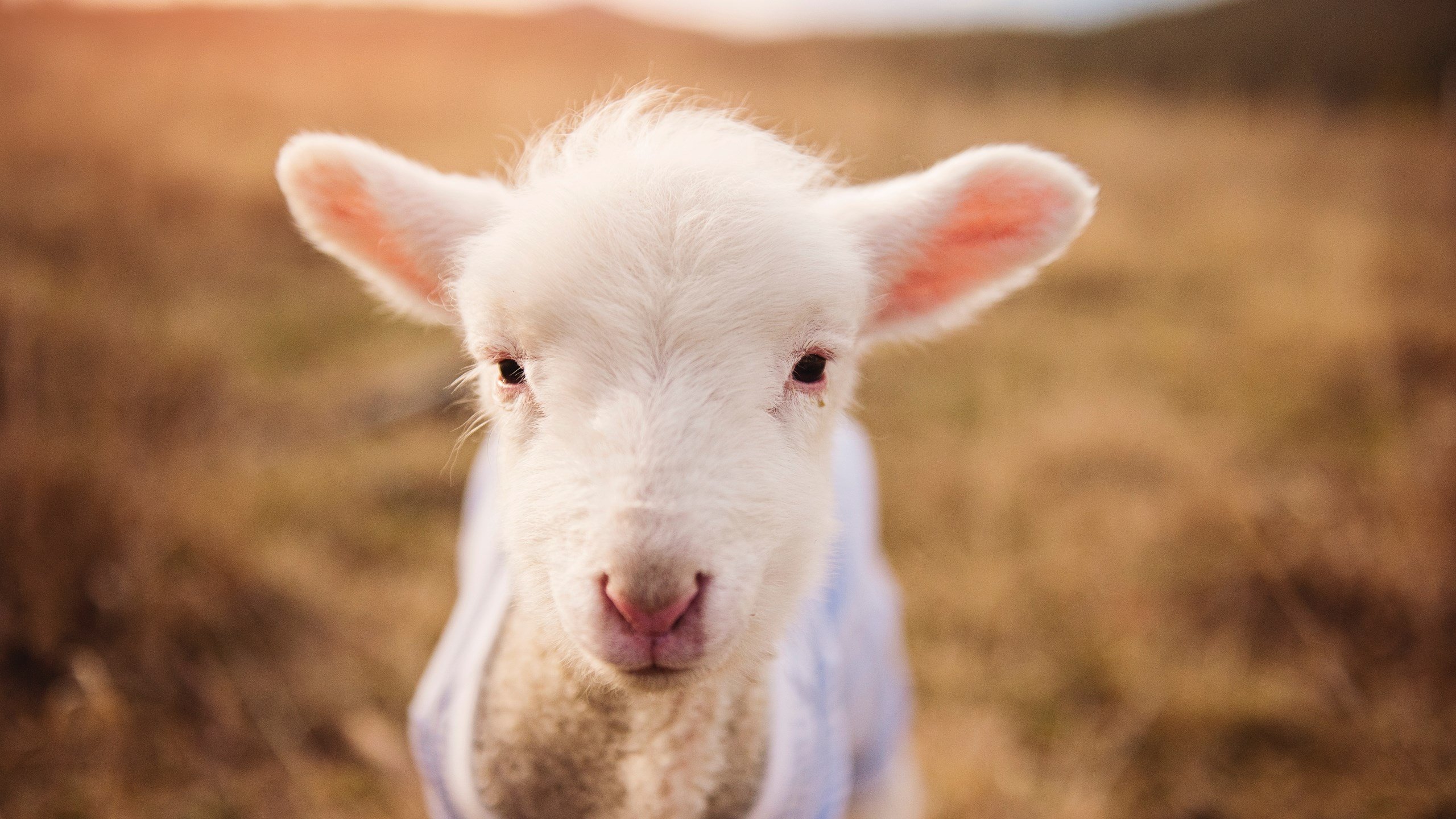 拉梅洛封神之夜，奇才加时险胜马刺，新星关键球定乾坤
