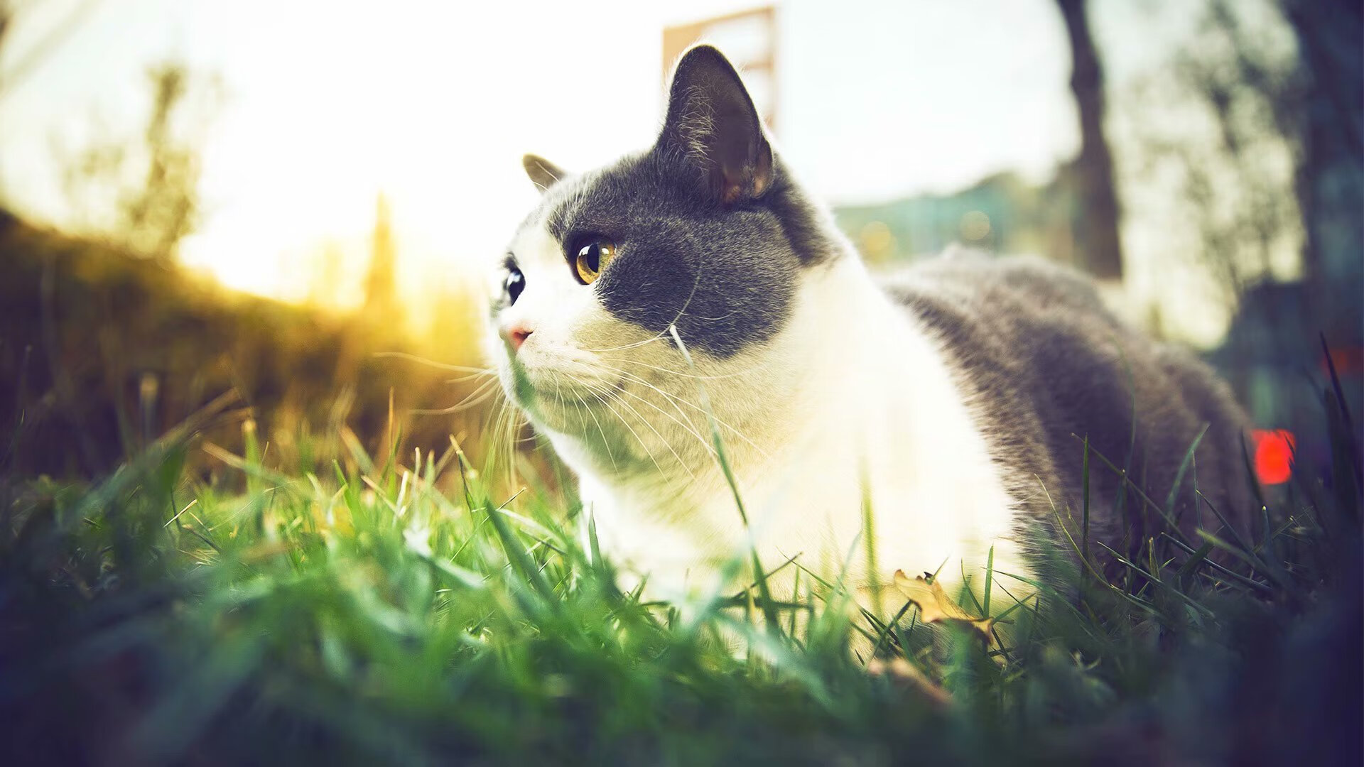 巴尔韦德闪电破门定乾坤,加纳鏖战佛罗伦萨终突围