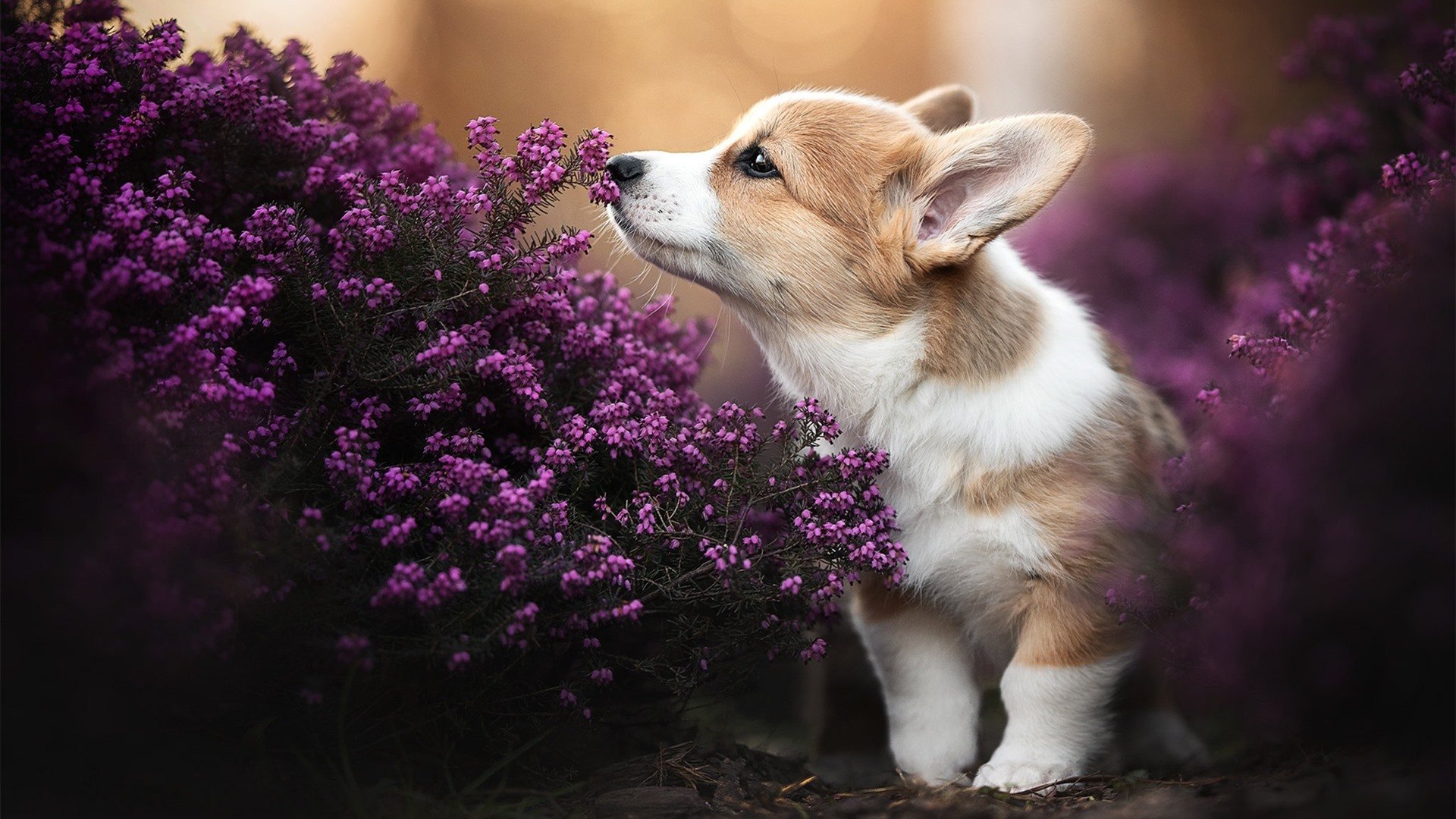关键先生杜兰特,开拓者力克森林狼晋级,传奇时刻再现