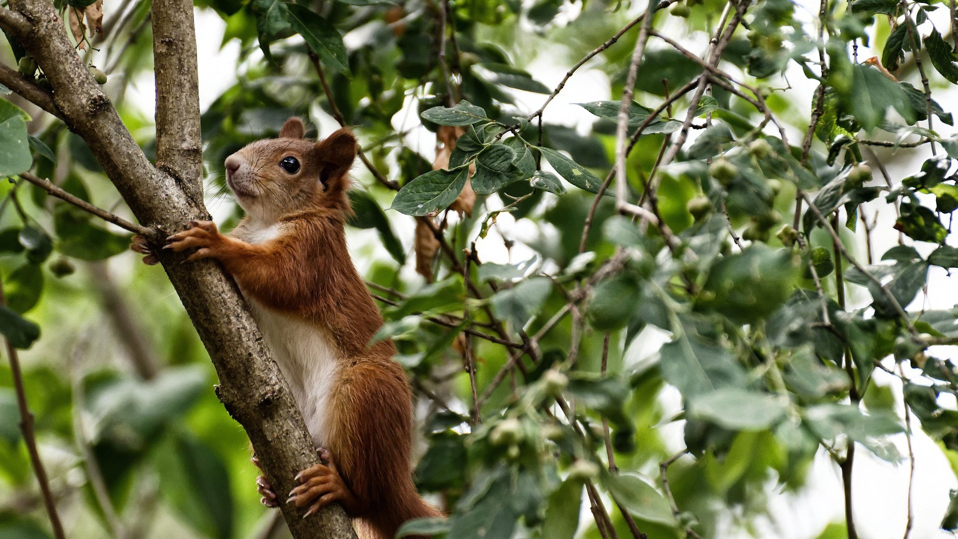 破局，布拉欣·迪亚斯—红黑军团的爱尔兰钥匙
