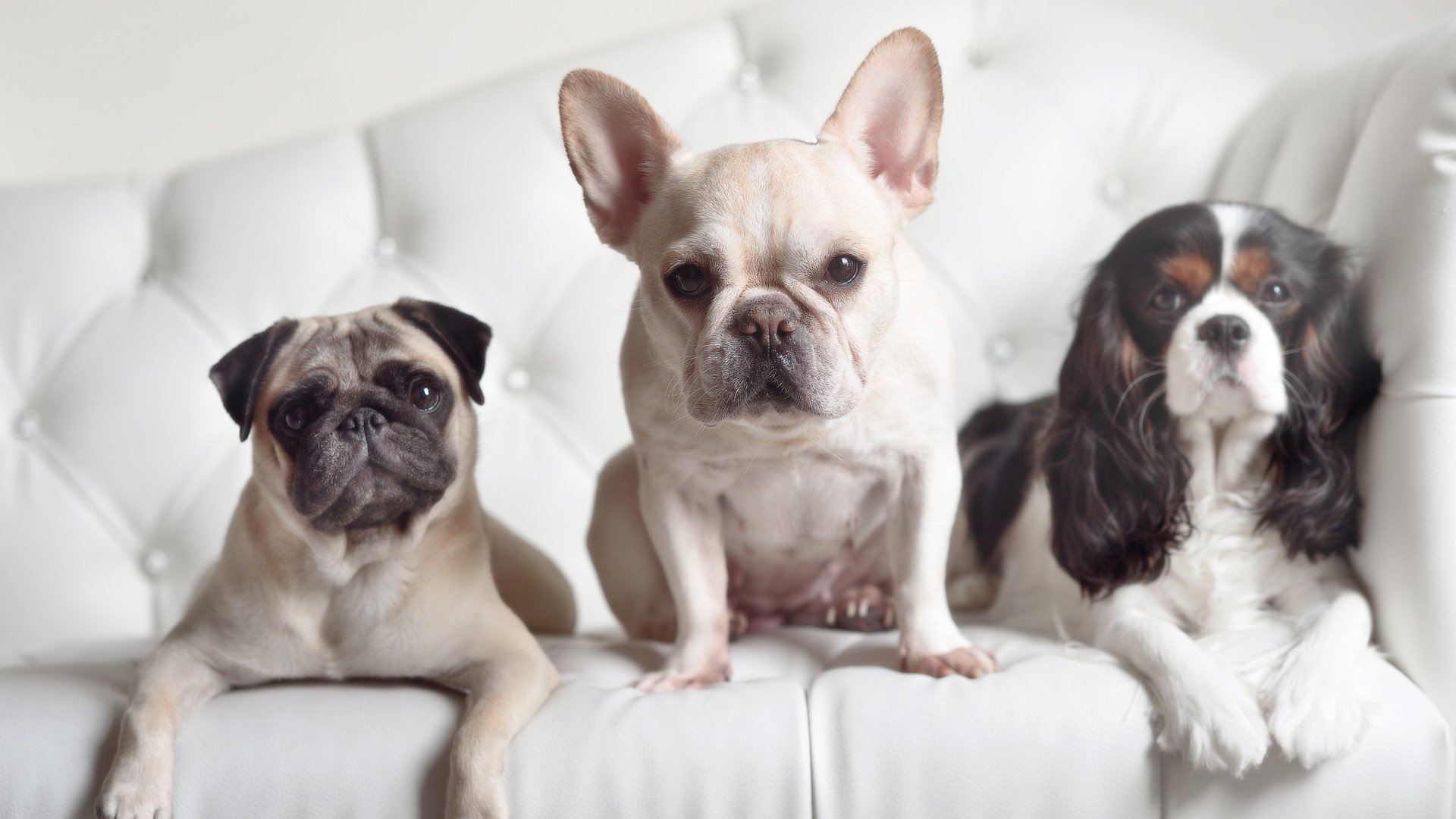 国王强势压制步行者，杰伦格林末节独得22分成关键先生