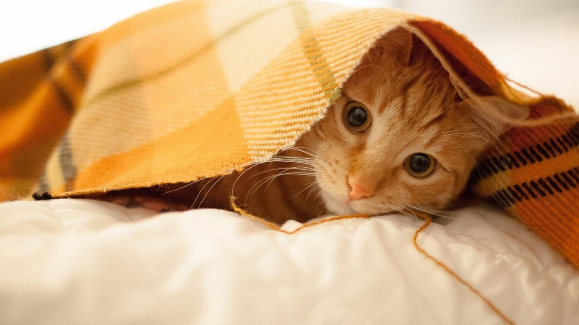 双线奏凯，圣西罗的钢铁意志与巴林赛道的极速交响