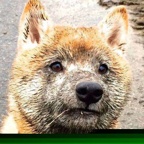 火力全开！哈利伯顿率步行者碾压浙江，亚洲赛场见证NBA级统治力